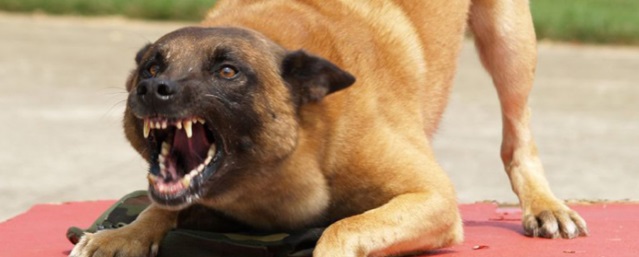 Волгоградский депутат Госдумы предложил штрафовать владельцев собак на 200 тысяч рублей за безответственность